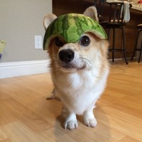 fotoinet anjing helem semangka