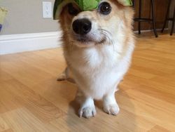 Bikin Gemas! Begini Kocaknya Anjing Pakai Helm Semangka