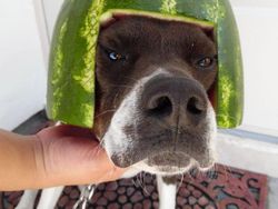 Bikin Gemas! Begini Kocaknya Anjing Pakai Helm Semangka