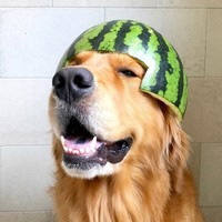 fotoinet anjing helem semangka