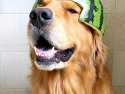 Bikin Gemas! Begini Kocaknya Anjing Pakai Helm Semangka