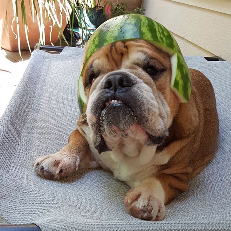 fotoinet anjing helem semangka