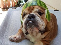 Bikin Gemas! Begini Kocaknya Anjing Pakai Helm Semangka