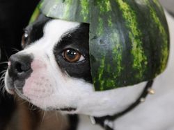 Bikin Gemas! Begini Kocaknya Anjing Pakai Helm Semangka