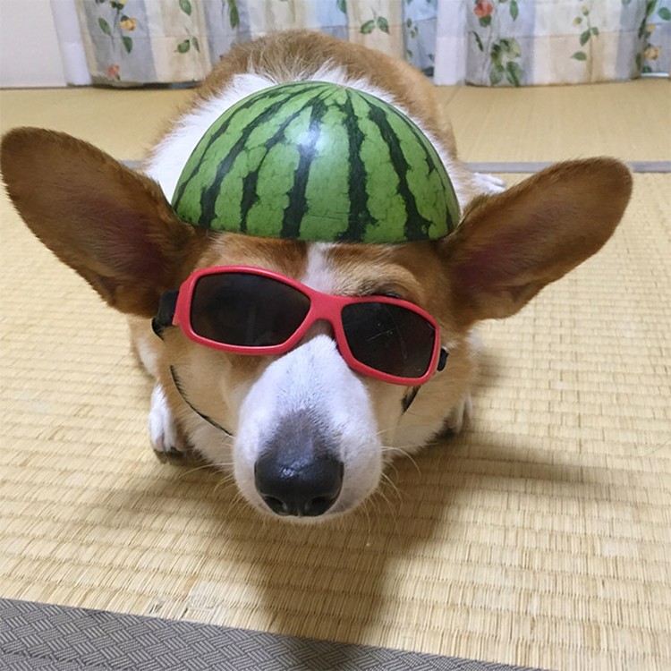 fotoinet anjing helem semangka