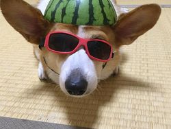 Bikin Gemas! Begini Kocaknya Anjing Pakai Helm Semangka