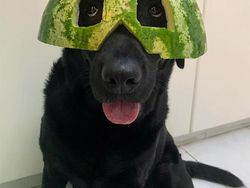 Bikin Gemas! Begini Kocaknya Anjing Pakai Helm Semangka
