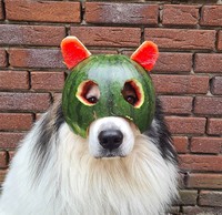 fotoinet anjing helem semangka