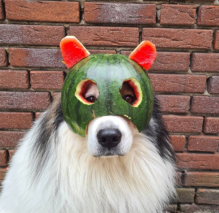 fotoinet anjing helem semangka