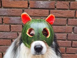 Bikin Gemas! Begini Kocaknya Anjing Pakai Helm Semangka