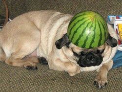 Bikin Gemas! Begini Kocaknya Anjing Pakai Helm Semangka