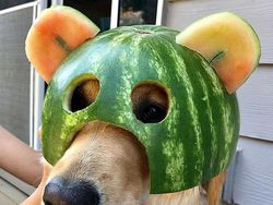 Bikin Gemas! Begini Kocaknya Anjing Pakai Helm Semangka