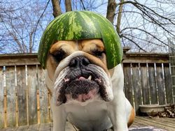 Bikin Gemas! Begini Kocaknya Anjing Pakai Helm Semangka