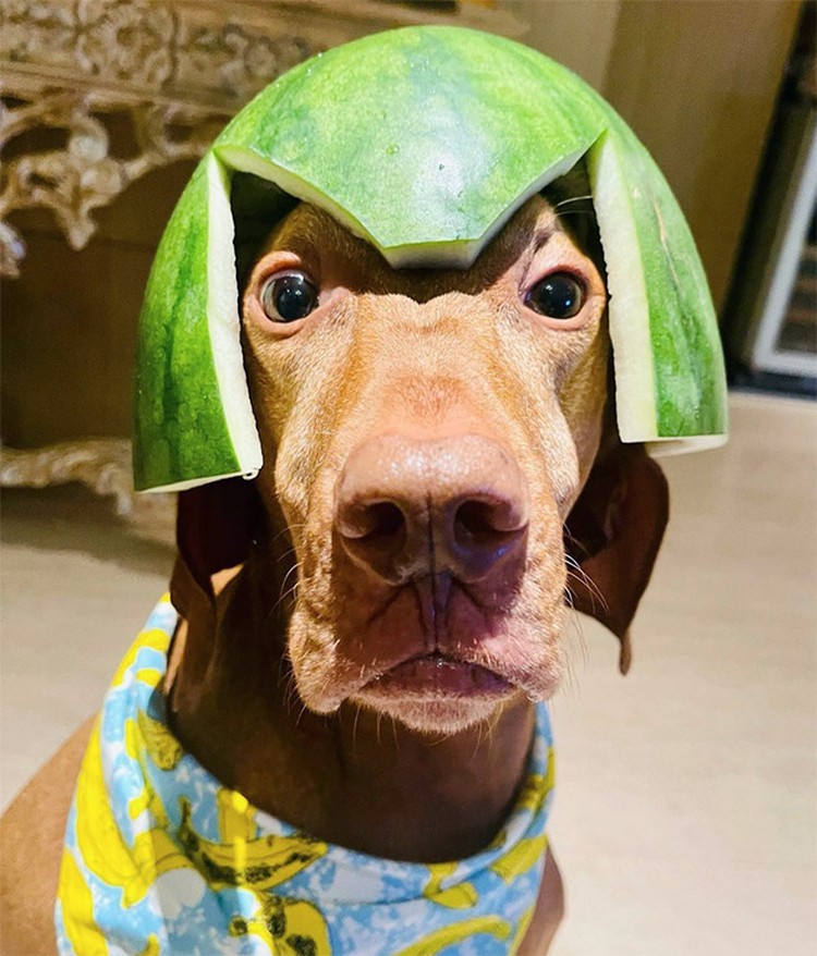 fotoinet anjing helem semangka