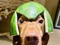 Bikin Gemas! Begini Kocaknya Anjing Pakai Helm Semangka