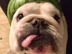 Bikin Gemas! Begini Kocaknya Anjing Pakai Helm Semangka