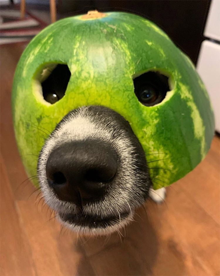fotoinet anjing helem semangka