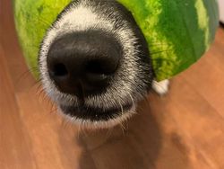 Bikin Gemas! Begini Kocaknya Anjing Pakai Helm Semangka