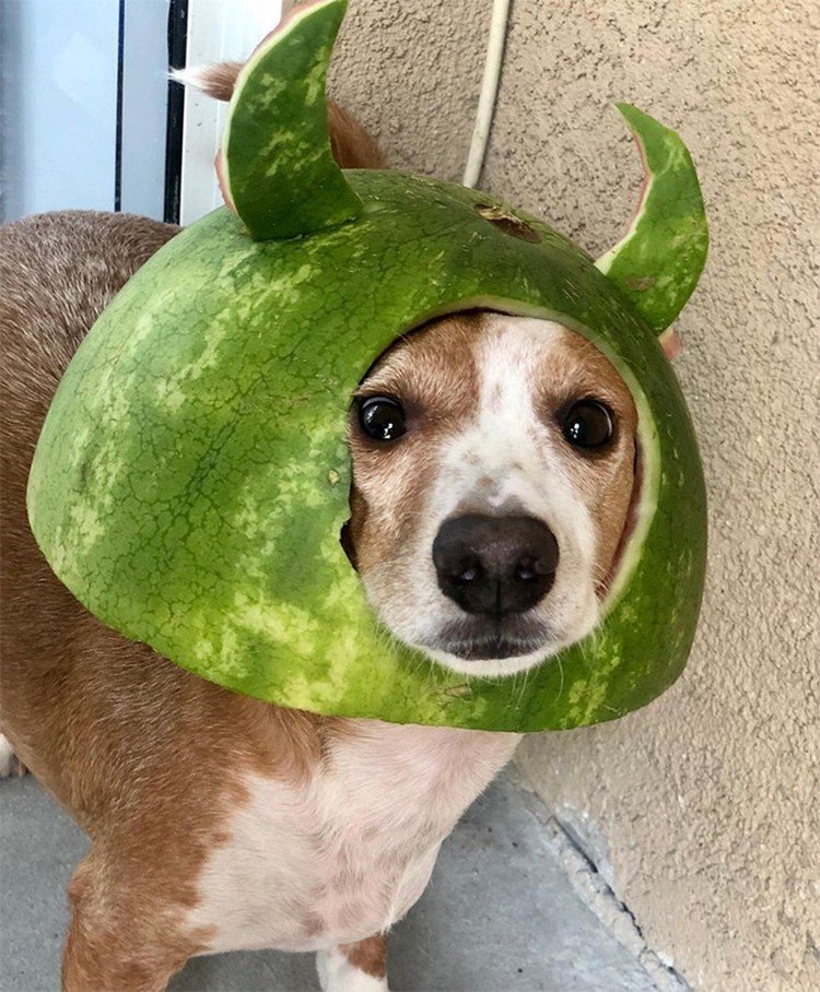 fotoinet anjing helem semangka