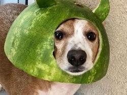 Bikin Gemas! Begini Kocaknya Anjing Pakai Helm Semangka