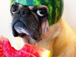 Bikin Gemas! Begini Kocaknya Anjing Pakai Helm Semangka