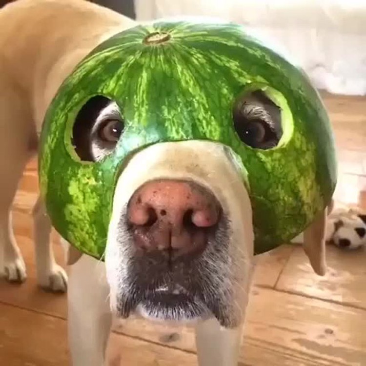 fotoinet anjing helem semangka