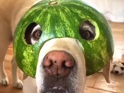 Bikin Gemas! Begini Kocaknya Anjing Pakai Helm Semangka