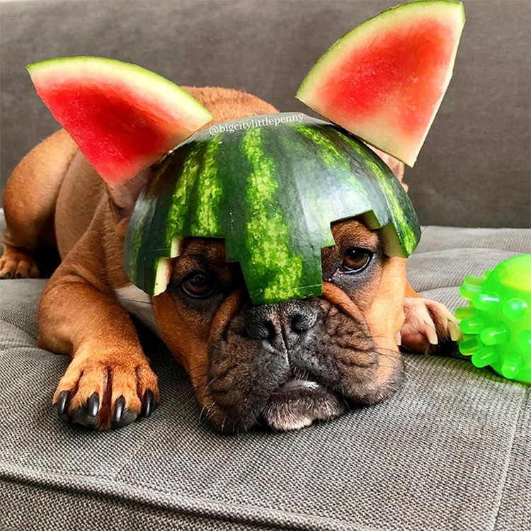 fotoinet anjing helem semangka
