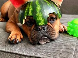 Bikin Gemas! Begini Kocaknya Anjing Pakai Helm Semangka