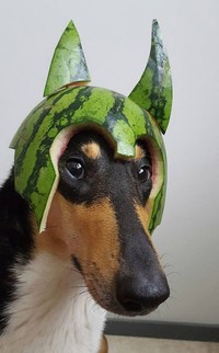 fotoinet anjing helem semangka