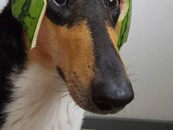 Bikin Gemas! Begini Kocaknya Anjing Pakai Helm Semangka