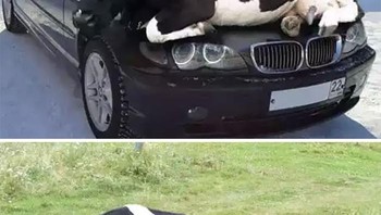 Salah satu foto viral palsu adalah gambar sapi yang sedang bersantai duduk di atas BMW. Nyatanya sapi hanya duduk di atas rerumputan. Foto: Boredpanda