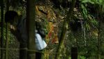 Menelusuri Taman Lembah Todoroki Jepang yang Asri Banget