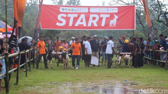 karapan kambing etawa