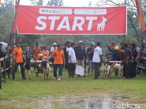 Seru Sekaligus Lucu Karapan Kambing Etawa di Jombang