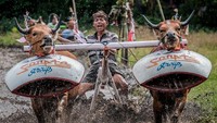 Dalam momen ini Sandiaga juga berkesemoatan melihat atraksi Male’an Sampi atau mengejar sapi. (dok. Kemenparekraf)