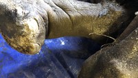 Mamut zaman es yang dimumikan secara alami ini diperkirakan berusia lebih dari 30.000 tahun. Terlihat bulu yang menempel di kakinya.