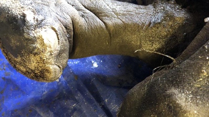 Mumi bayi mamut di Kanada