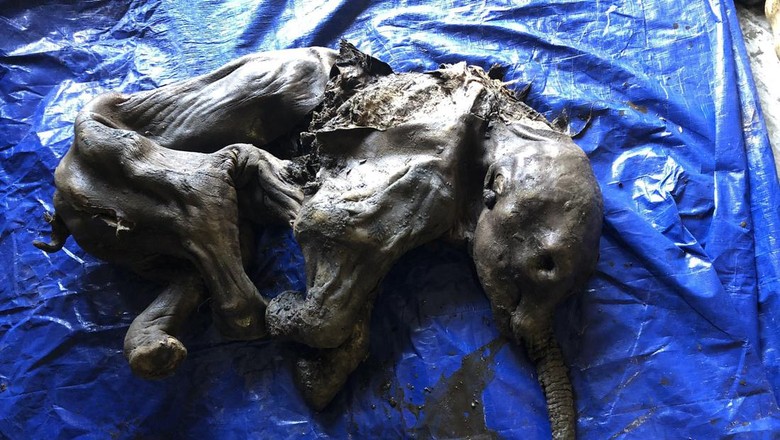 Mumi bayi mamut di Kanada Mumi bayi mamut di Kanada