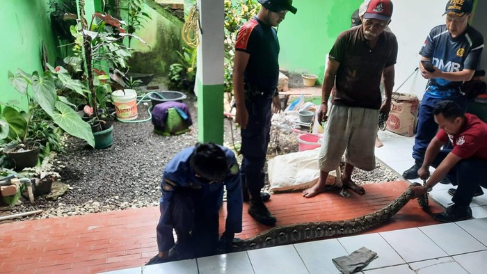Ular sanca ditemukan di kamar mandi warga Sukabumi.