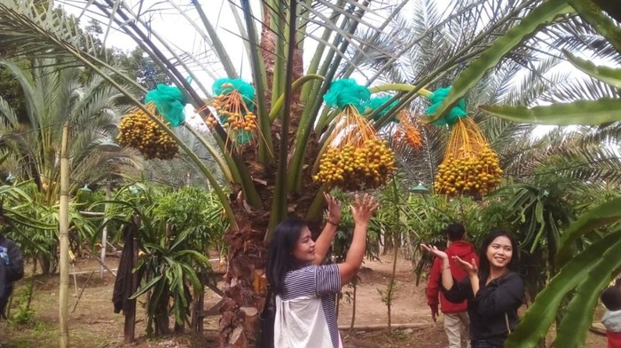 Wisata Kurma di Karo