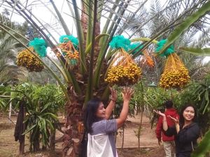 Asyiknya Wisata di Kebun Kurma Karo, Boleh Petik Langsung dari Pohon