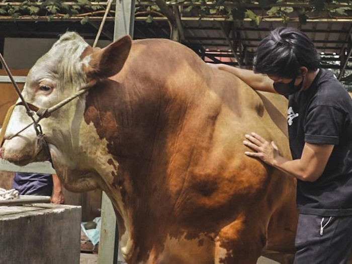Atta Halilintar beli sapi megalodon