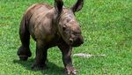 Potret Bayi Badak Putih Langka yang Lahir di Kuba, Gemas Banget!