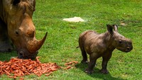 Badak putih adalah spesies yang sangat terancam oleh perburuan liar di Afrika.