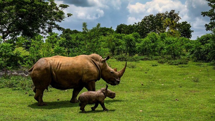 A white rhino calf strolls with its mother in the African Grassland, at the National Zoo of Cuba in Havana, on June 23, 2022. - Ale, was born last June 9 and weighed about 80 kilos. The white rhino is a species severely threatened by poaching in Africa. (Photo by YAMIL LAGE / AFP) (Photo by YAMIL LAGE/AFP via Getty Images)