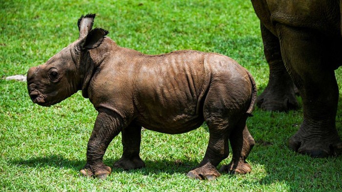 A white rhino calf strolls with its mother in the African Grassland, at the National Zoo of Cuba in Havana, on June 23, 2022. - Ale, was born last June 9 and weighed about 80 kilos. The white rhino is a species severely threatened by poaching in Africa. (Photo by YAMIL LAGE / AFP) (Photo by YAMIL LAGE/AFP via Getty Images)