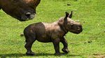 Potret Bayi Badak Putih Langka yang Lahir di Kuba, Gemas Banget!