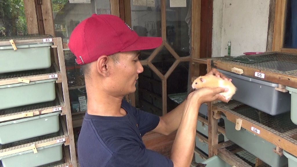 Ide Bisnis Menjanjikan Pemuda Lumajang dengan Ternak Hamster, Mau Mencoba?