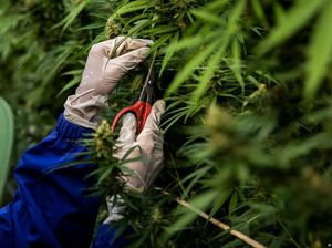 PBB: Legalisasi dan Lockdown COVID-19 Tingkatkan Penggunaan Ganja